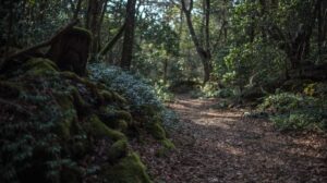 'Aokigahara' Stealer Targets 'Developer Keyrings' & AI Assistants