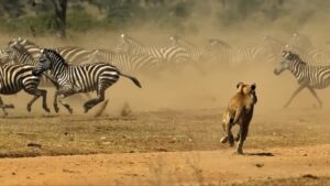 Third Serengeti Sweep Tops 1,400 Arrests as Investigations Mature